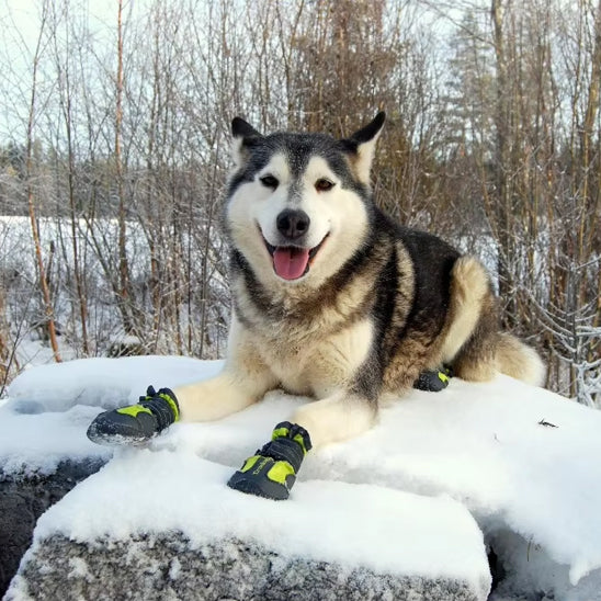 chaussure chien impermeables pawprotect neige