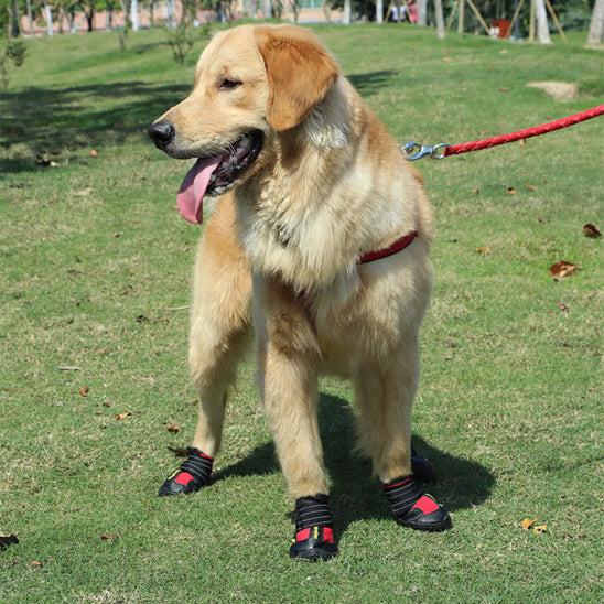 chaussure chien impermeables pawprotect parc