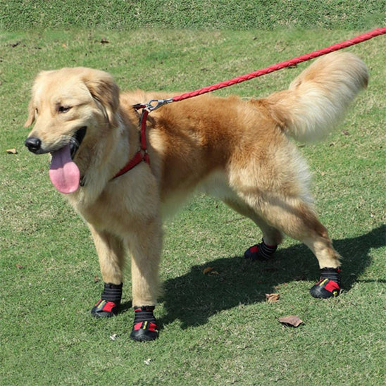 chaussure chien impermeables pawprotect pelouse