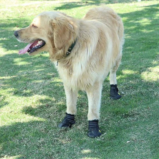 chaussure chien impermeables pawprotect
