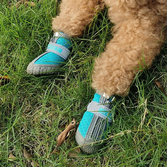 chaussure pour chien impermeableconfort pelouse