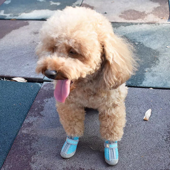chaussure pour chien impermeableconfort ruelle