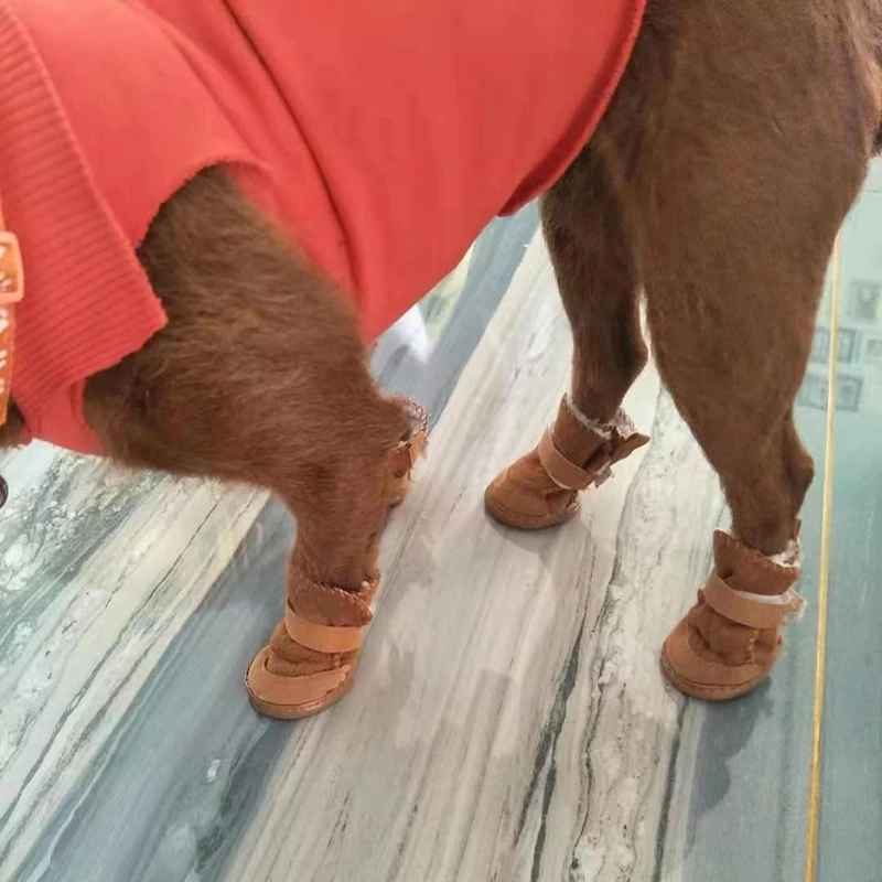 chaussures pour chien impermeable toutes saison habiller