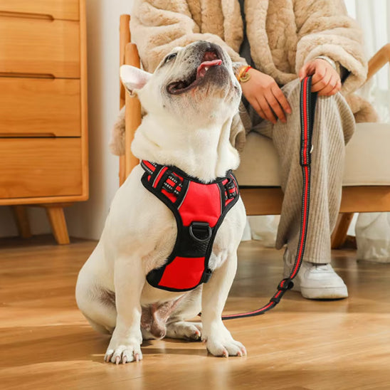 chien harnais ergonomique assis