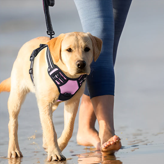 chien harnais ergonomique balade
