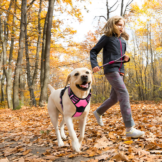 chien harnais ergonomique courir