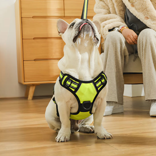 chien harnais ergonomique maison