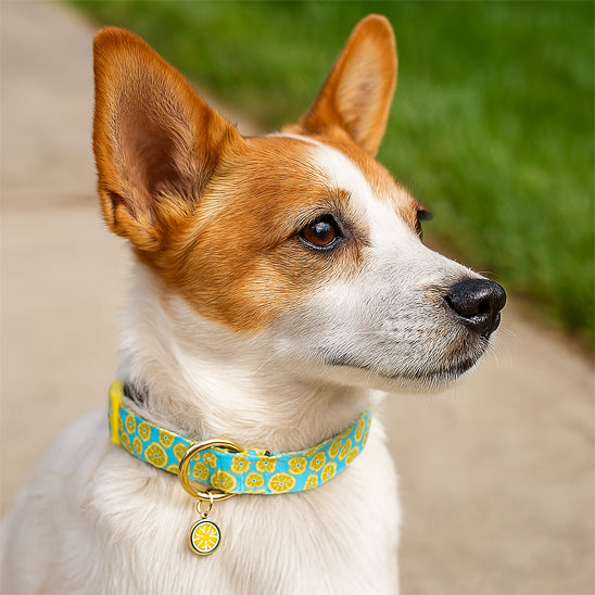 colier chien fruity summer balade
