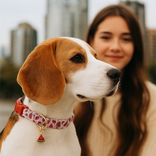 colier chien fruity summer famille
