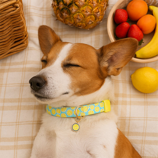 colier chien fruity summer fruit