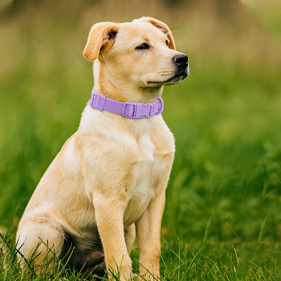 collier chien coloreajustable pelouse