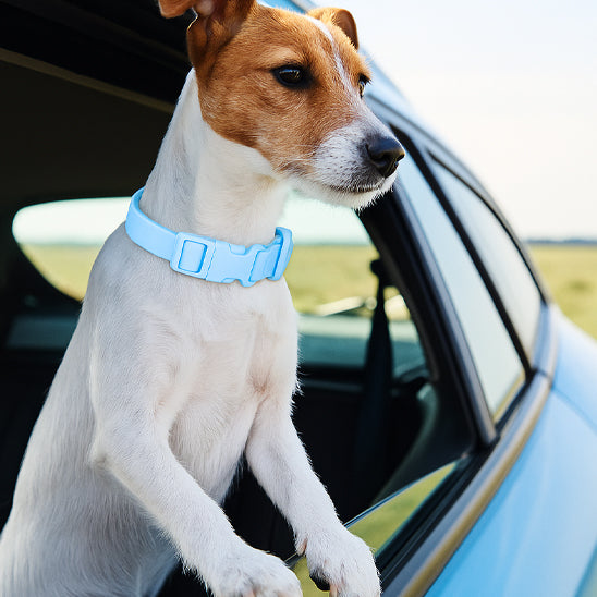 collier chien coloreajustable voiture