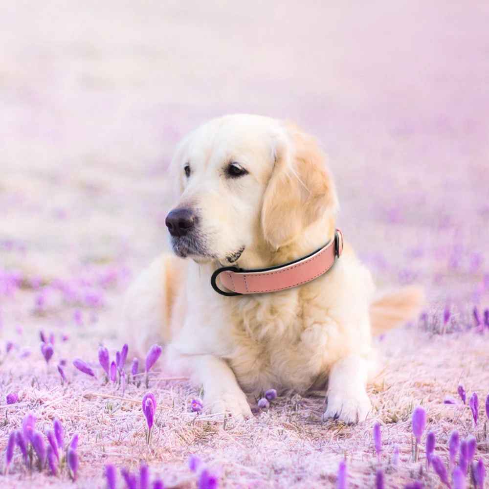 collier chien cuir assis fleur