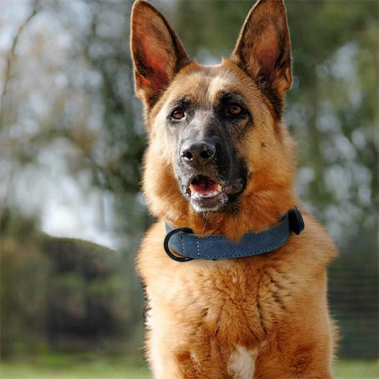 collier chien cuir balade