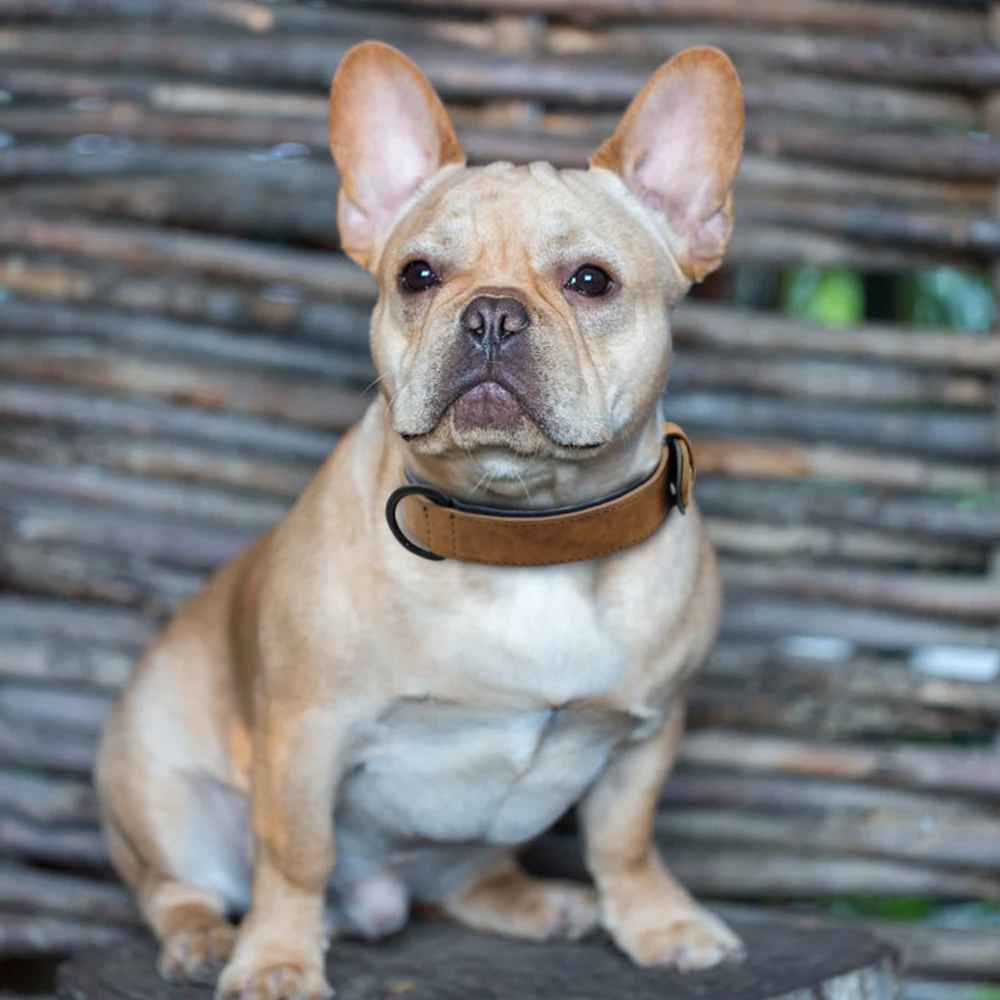 collier chien cuir comtent