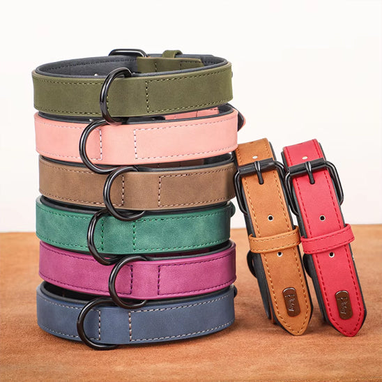 collier chien cuir pallatte
