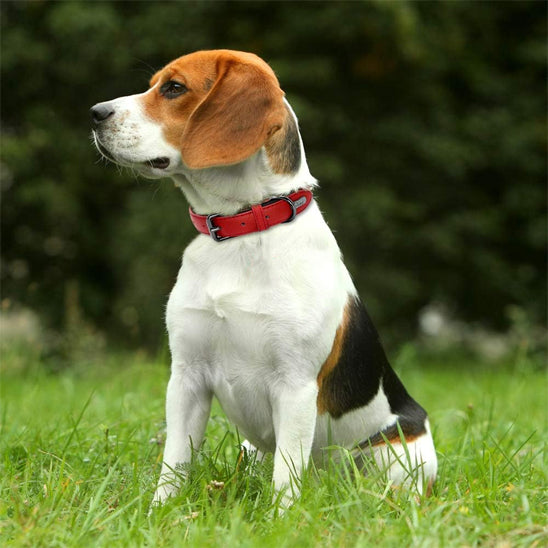 collier chien cuir regard assis