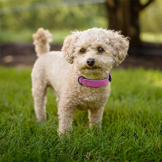 collier chien cuir regard pelouse