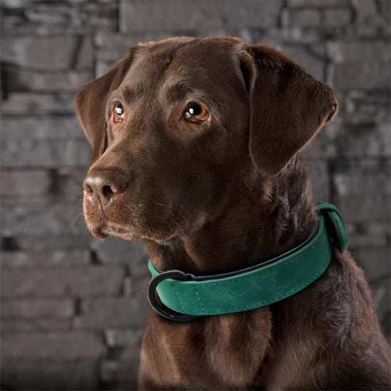 collier chien cuir regard