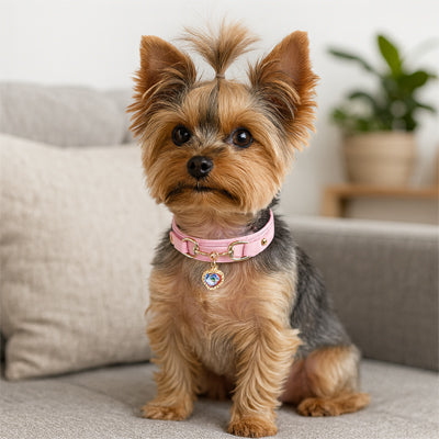 Collier pour Chien CuirÉlégance ™