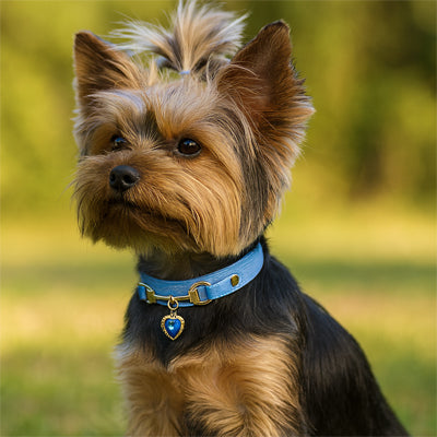 Collier pour Chien CuirÉlégance ™