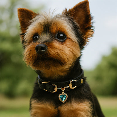 Collier pour Chien CuirÉlégance ™