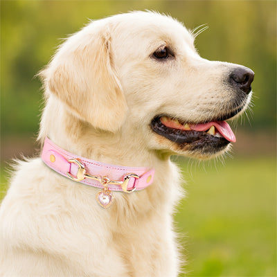 Collier pour Chien CuirÉlégance ™