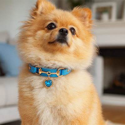 Collier pour Chien CuirÉlégance ™