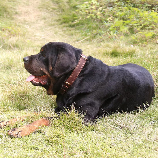 collier chien cuirveritable assis dormir