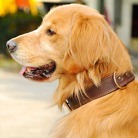collier chien cuirveritable assis
