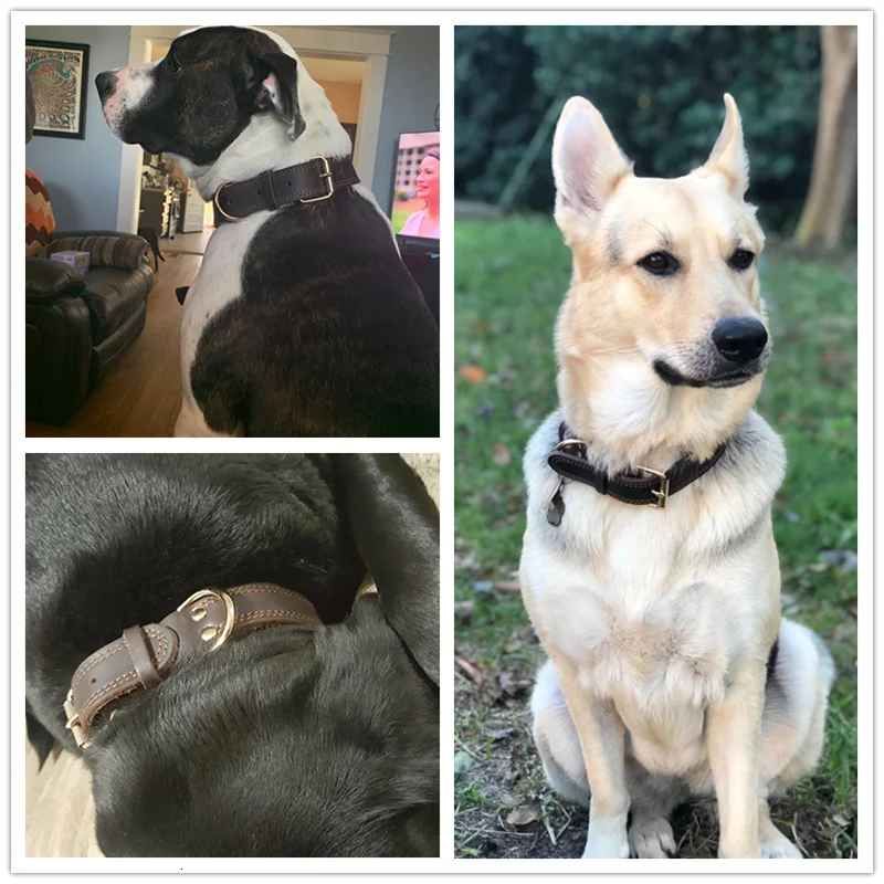 collier chien cuirveritable different