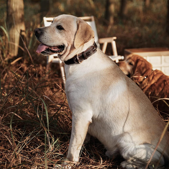collier chien cuirveritable ferme
