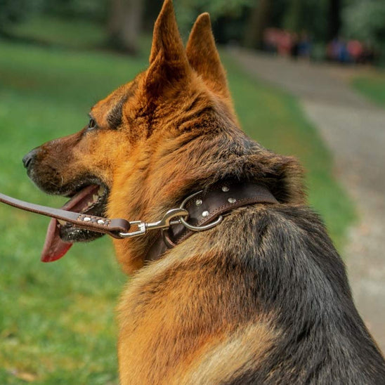 collier chien cuirveritable pelouse