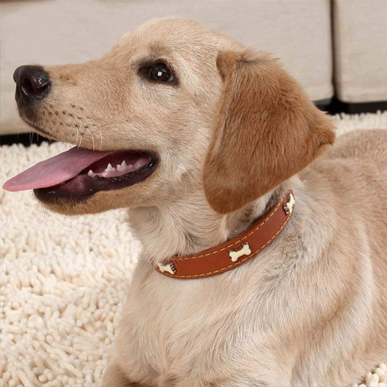 collier chien elegancecuir