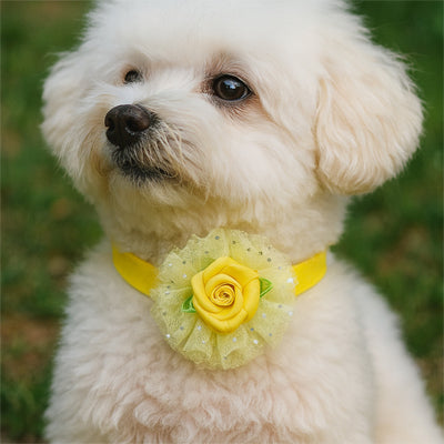collier chien elegancefestive papillon jaune