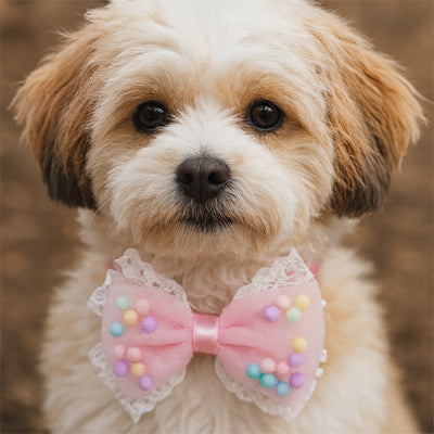 collier chien elegancefestive papillon