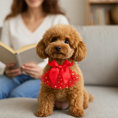 collier chien elegancefestive salon