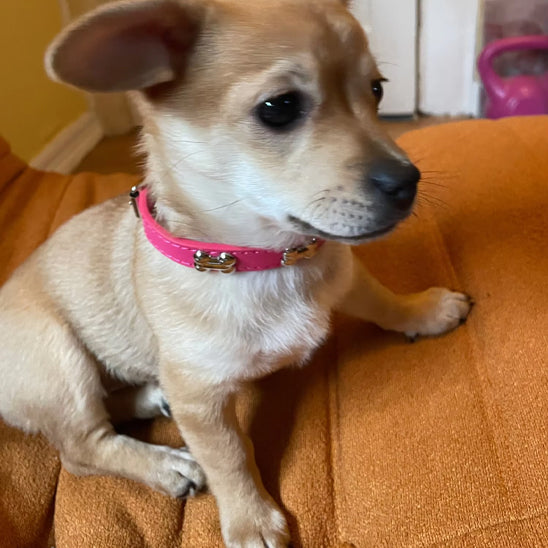 collier chien elgancecuir maison