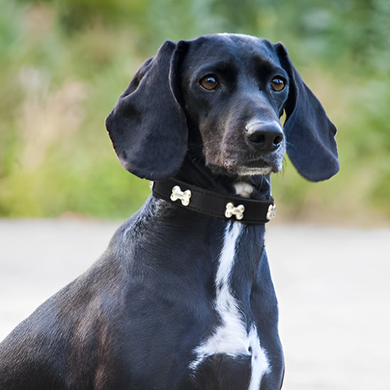 collier chien elgancecuir parc