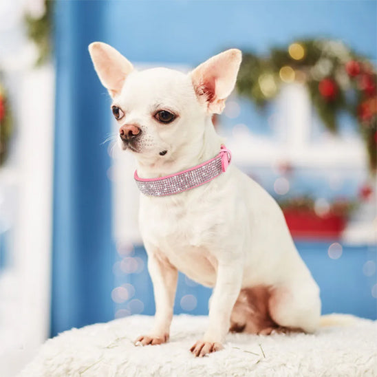 collier chien elgancestrass maison