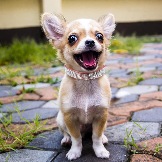 collier chien elgancestrass pavee