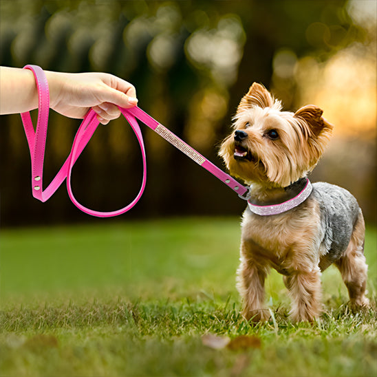 collier chien elgancestrass pelouse