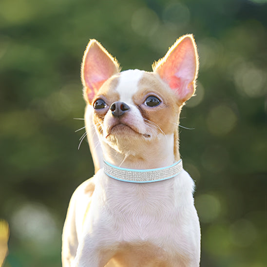 collier chien elgancestrass regard