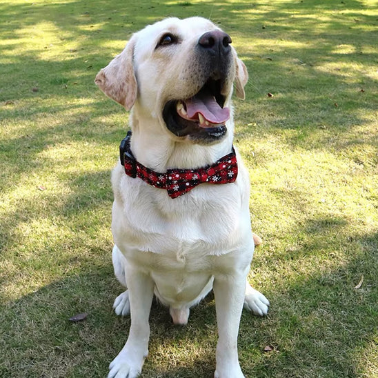 collier chien festif assis content
