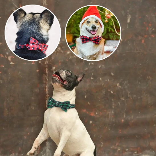 collier chien festif assis