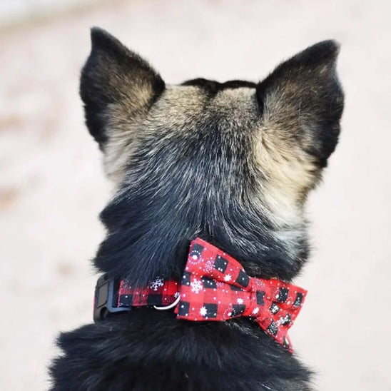 Collier chien Festif Élégance ™