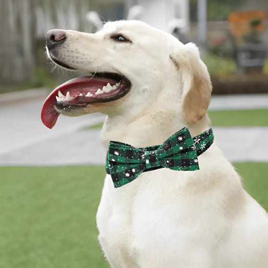 collier chien festif parc