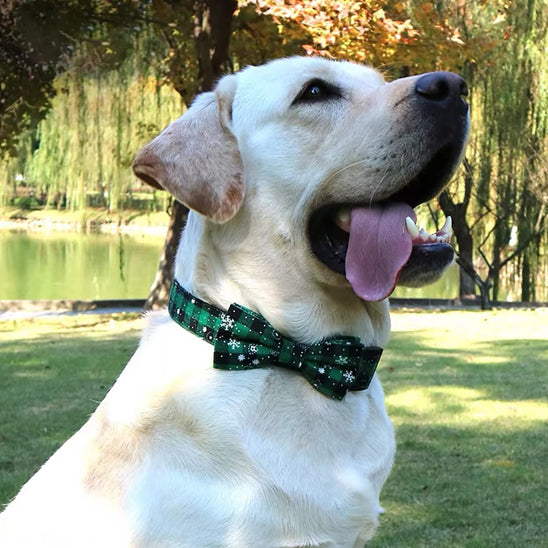 collier chien festif pelouse