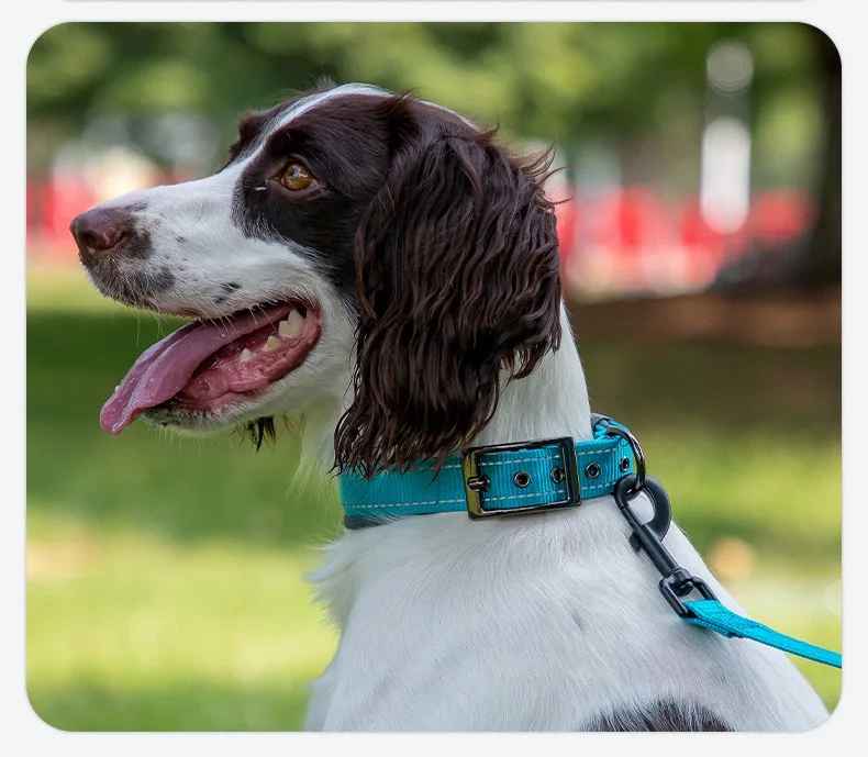 collier chien robuste content