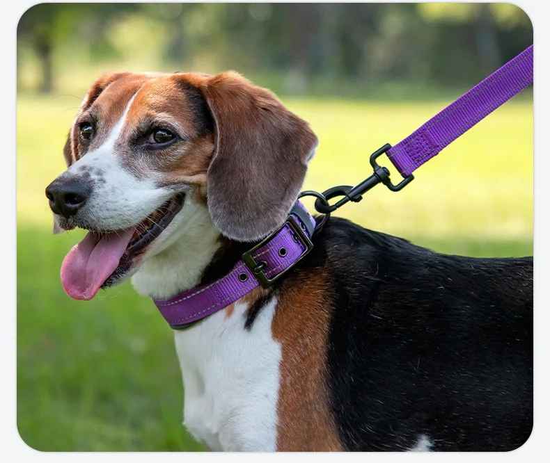 collier chien robuste contents
